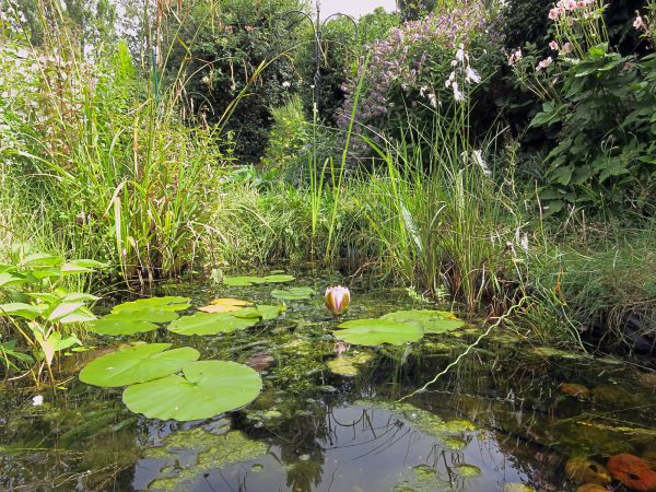 Water Gardening Service
